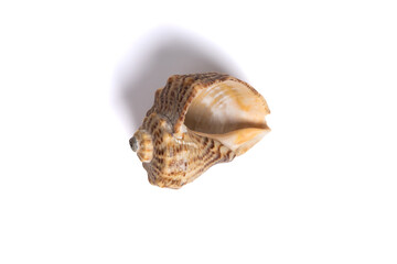 Sea shell isolated on white background. Single Dried brown snail seashell. Top view