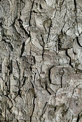 Bark of the trunk of a large chestnut, natural background