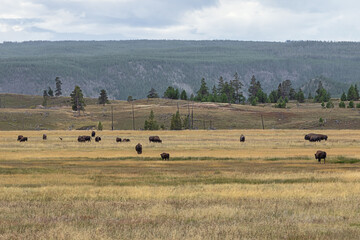 A herd of bison grazing near the parking of Mary Mountain Nez Perce in Yellowstone National Park