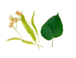 Linden flowers isolated on white background, top view