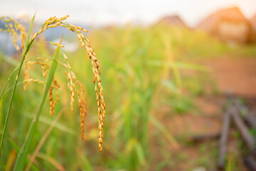 Ears of rice from rice plants in the rice fields.