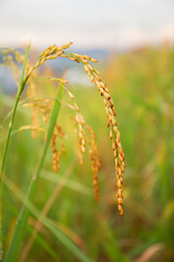 golden wheat field