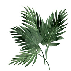 Cut out Palm leaves foliage, isolated on transparent background, png, 300 DPI