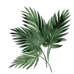 Acrylglas douchewanden met foto Monstera Cut out Palm leaves foliage, isolated on transparent background, png, 300 DPI