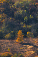 autumn tree on the hill