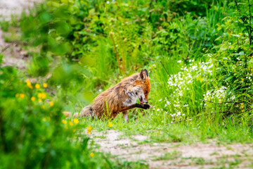 Lis rudy liżący łapę na drodze. Drapieżny ssak podczas odpoczynku. - obrazy, fototapety, plakaty