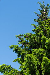 Spruce Picea omorika Karel. Close-up of green and silver needles of Picea omorika Karel spruce against blue spring sky. Selective focus. Natural sunlight. Nature concept for design.