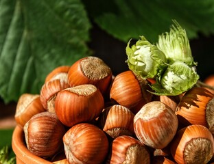 Hazelnuts in a clay bowl in close-up on a dark background. Hazelnut fruits. Fresh hazelnuts in ceramic dishes, brown background.