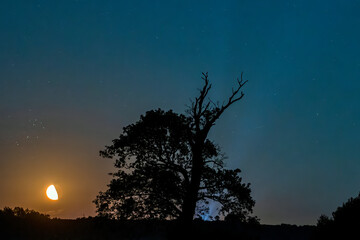 Wschód Księżyca przy starym drzewie. Nocne niebo podczas wschodu ziemskiego satelity