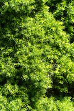 Small needles on branches of Canadian spruce Picea glauca Conica. Close-up. Bright green young short needles as texture for design. Place for your text. selective focus