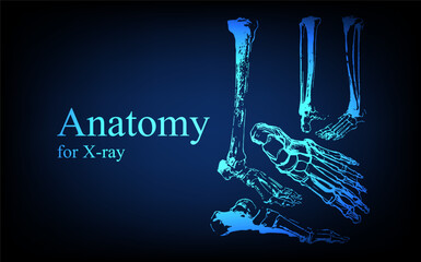 Fototapeta na wymiar Human anatomy in front on x ray view. Anatomy human body connection, The Various Proportions Of Human foot and toes, Vector hand drawn illustration