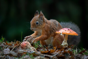Cute hungry Red Squirrel (Sciurus vulgaris) eating a nut in an forest covered with colorful leaves...