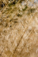 Fototapeta premium Close-up view of dry forest grass in the wind. Stems bend to the right.