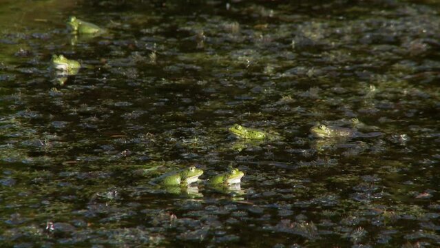 Many green frogs (Pelophylax esculentus) that are active in the spring