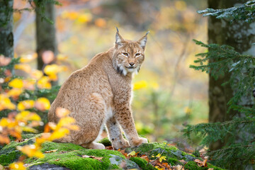 Lynx on the rock