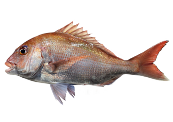 【PNG透過素材】獲れたて新鮮なピンク色が美しい活きのいい真鯛　日本の明石産