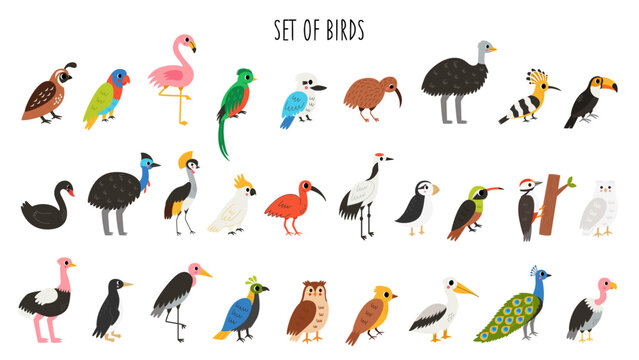 Bundle of cute cartoon birds. Asian, african, australian, woodland birds.