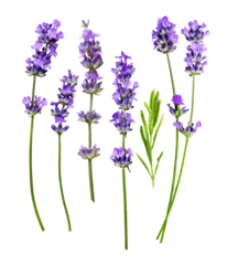 Foto auf Leinwand Lavender separate flowers isolated on a white background © Soho A studio