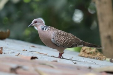 A dove bird standing on a roof