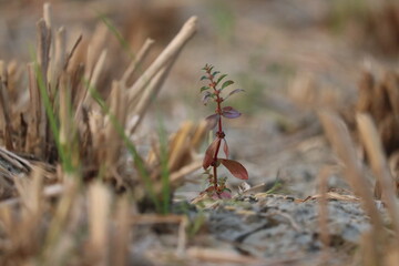 A little plant growing out of the ground
