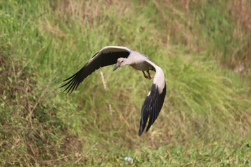 A bird flying in the air