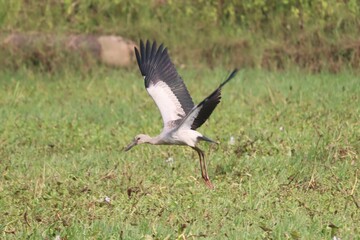 A bird flying over grass