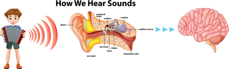 Deurstickers Educational Infographic: Human Hearing Systems Explained © GraphicsRF