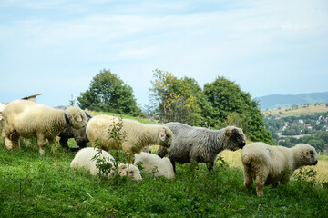 Obraz premium Herd of sheep on beautiful mountain meadow. Picturesque landscape background on mountainous terrain.