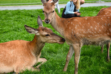 young sika deer resting on a green meadow in the park