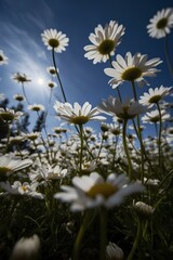 The Daisy field is very beautiful