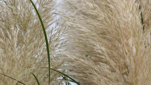 fonds of pampas grass in nature