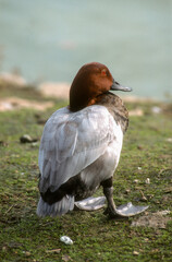 Fuligule milouin, male, .Aythya ferina, Common Pochard