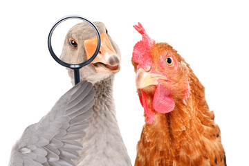 Portrait of curious chicken and goose looking through magnifying glass isolated on white background
