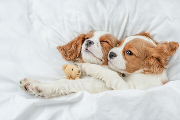 Two Sleepy Cavalier King Charles Spaniel puppies lying together on a bed at home. Top down view