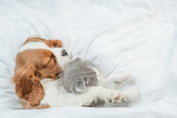 Friendly Cavalier King Charles Spaniel sleeps with tiny kitten on the bed at home. Top down view. Empty space for text
