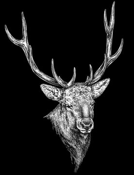 Vintage engraving isolated deer set illustration ink sketch. Northern reindeer background stag silhouette art. Black and white hand drawn image	