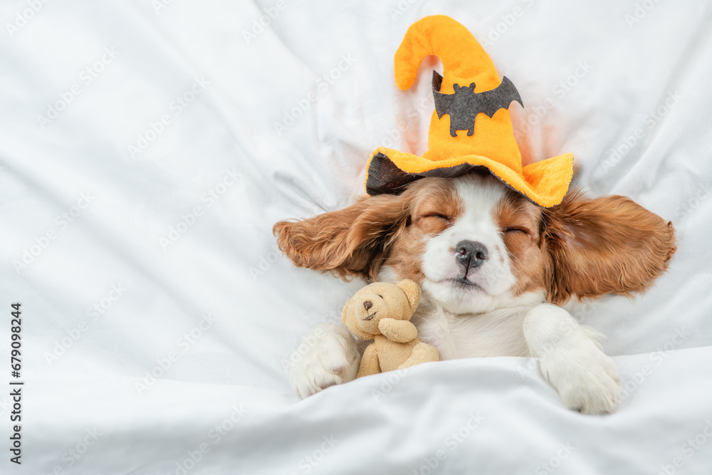 Poster cozy cavalier king charles spaniel wearing hat for halloween sleeps with toy bear under warm blanket
