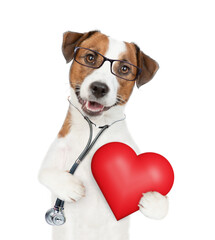 Smart jack russell terrier wearing like a doctor with stethoscope on his neck holds red heart....