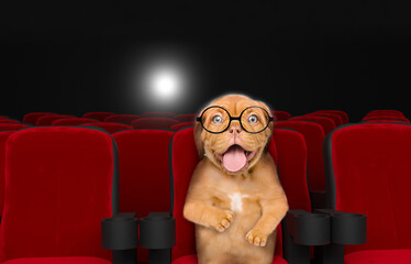 Funny Mastiff puppy wearing eyeglasses watching a movie in the cinema