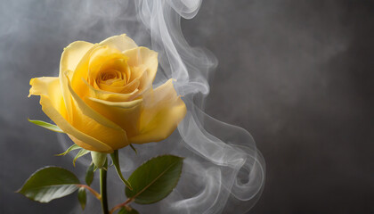Yellow rose wrapped in smoke swirl on dark grey background and copy space on a side