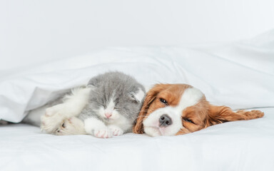 Sleepy Cavalier King Charles Spaniel hugs tiny kitten on the bed at home