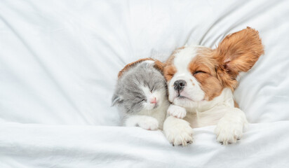 Cute Cavalier King Charles Spaniel and tiny kitten sleep together under white warm blanket on a bed at home. Top down view. Empty space for text - obrazy, fototapety, plakaty