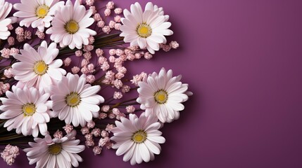 Beautiful Wild Flowers Chamomile Purple Peas, HD, Background Wallpaper, Desktop Wallpaper