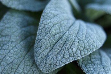 Fototapeta premium Morning frost on green leaves. Morning plants in an ice crust. Detail of frozen leaves. Frozen plants texture. Hoarfrost in winter. Rime ice crystals on leaves in the garden. Winter macro