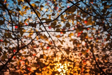 bokeh texture from sunsets through tree leaves