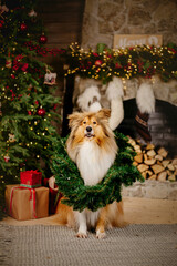 Happy New Year, Christmas holidays and celebration. The Rough Collie dog