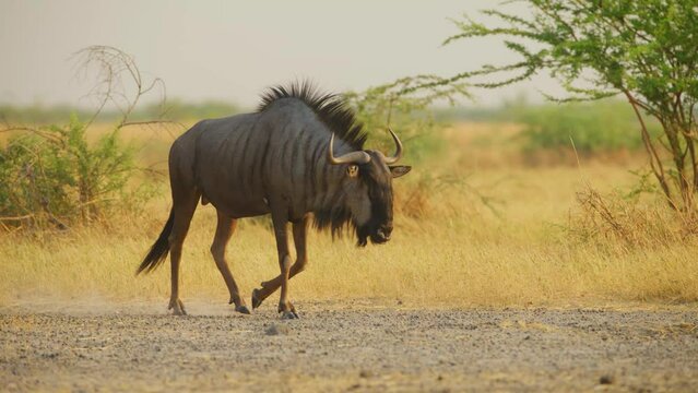 Close up of a Male blue wildebeest (Connochaetes taurinus) of south africa.
