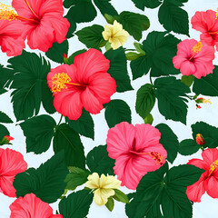 pink hibiscus flower in the garden, pink and white tulips, hibiscus rosa sinensis, Kembang sepatu, bunga kembang sepatu, hibiscus, hibiscus rose, patrent, Pattrent