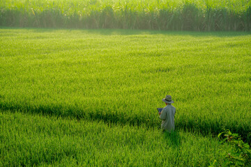 male farmer holding a tablet in hand Standing in the rice fields looking for information on rice production, Ears of rice in a rice field in Thailand. - obrazy, fototapety, plakaty