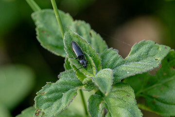 Fototapeta na wymiar Beetle Ctenicera pectinicornis crawling on a stalk of grass .Insects are very active during the day